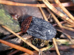 Oiceoptoma thoracicum