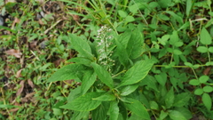 Lysimachia decurrens