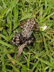 Hylambates maculatus