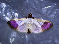 Spilomelinae