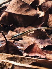 Leptophis mexicanus