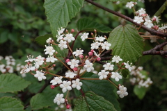 Viburnum betulifolium