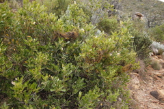 Cassytha ciliolata