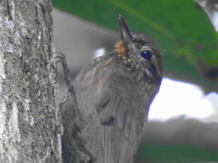 Glyphorynchus spirurus