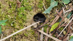 Typopeltis crucifer