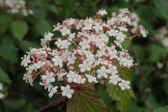 Viburnum betulifolium
