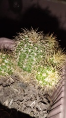 Echinopsis