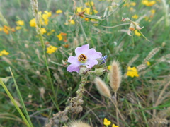Sphaeralcea purpurata