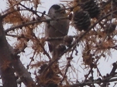 Aegithalos caudatus magnus