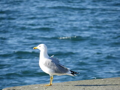 Larus michahellis