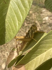 Kraussaria angulifera