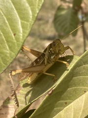 Kraussaria angulifera