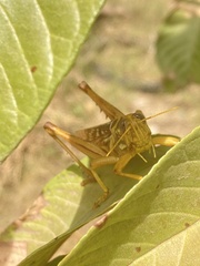 Kraussaria angulifera