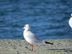 Chroicocephalus ridibundus