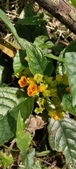 Chrysothemis friedrichsthaliana