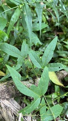 Passiflora reitzii