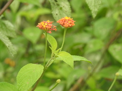 Lantana horrida