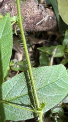 Passiflora reitzii