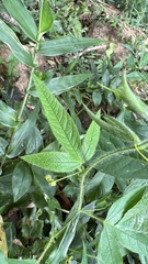 Passiflora reitzii