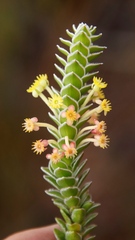 Struthiola