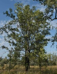 Psydrax oleifolia