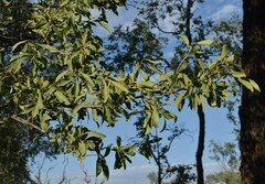Psydrax oleifolia