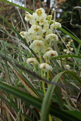 Pyrola morrisonensis