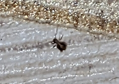 Ptenothrix