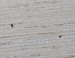 Ptenothrix