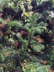 Cunninghamia lanceolata