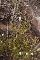 Scrophulariaceae