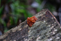 Phaeotremella foliacea