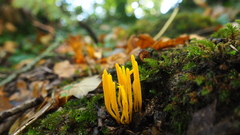 Calocera viscosa