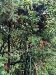 Cunninghamia lanceolata