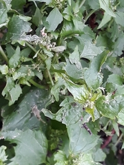 Chenopodiastrum murale