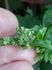 Chenopodiastrum murale