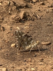 Vanessa cardui