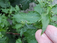 Chenopodiastrum murale