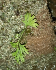 Elaphoglossum peltatum