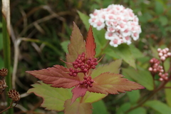Spiraea hayatana