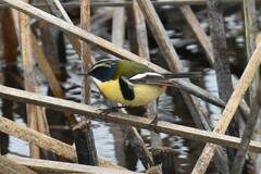 Tachuris rubrigastra