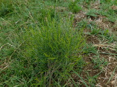 Baccharis notosergila