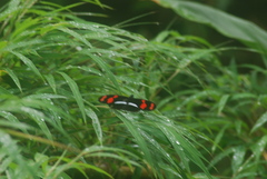 Heliconius telesiphe