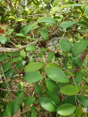 Eugenia reinwardtiana