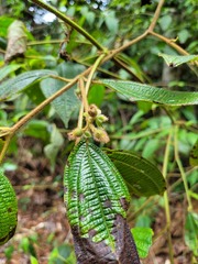 Miconia dentata