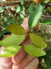 Eugenia reinwardtiana