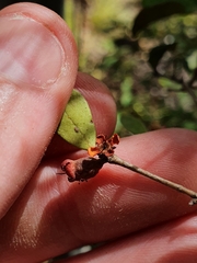 Eugenia reinwardtiana