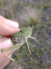 Alcamenes granulatus