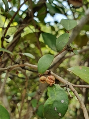 Eugenia reinwardtiana
