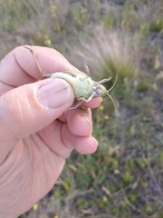 Alcamenes granulatus